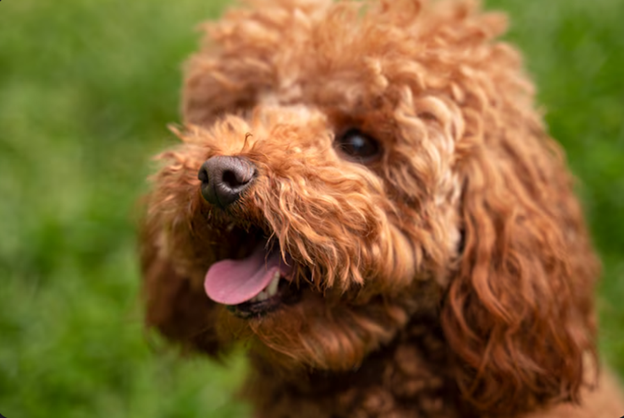 What Are F1 Goldendoodle Puppies