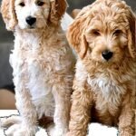 Are F1 Goldendoodle Puppies