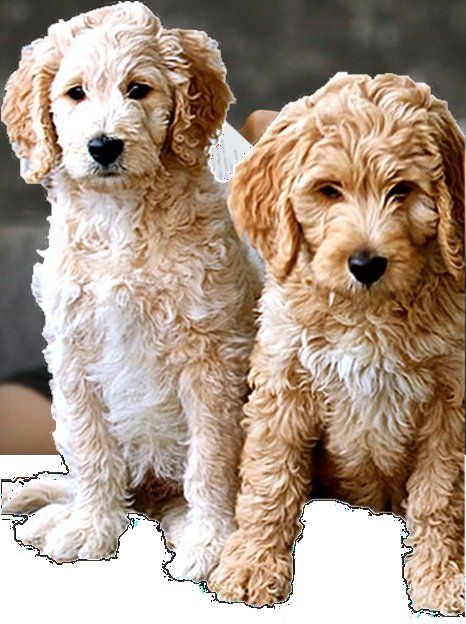 Are F1 Goldendoodle Puppies